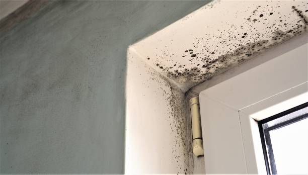 Best Dehumidification Services  in Holyoke, CO