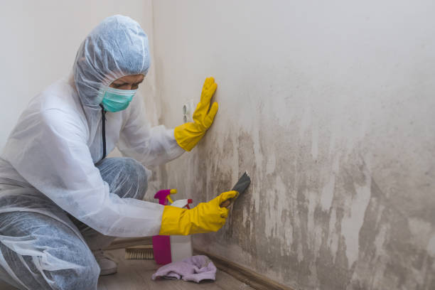 Best Attic Mold Removal  in Holyoke, CO