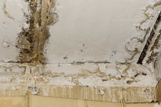 Best Real Estate Mold Inspection  in Holyoke, CO