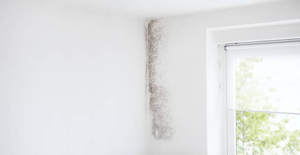 Best Mold Damage Restoration  in Holyoke, CO