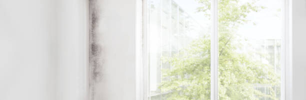 Best HVAC Mold Inspection and Cleaning  in Holyoke, CO