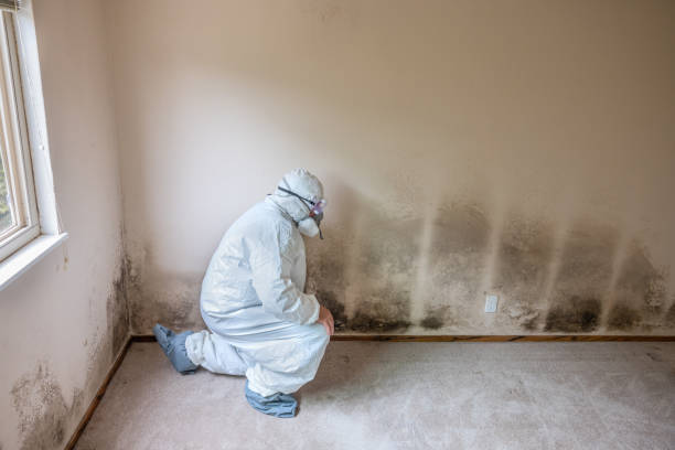 Best Mold Prevention Services  in Holyoke, CO