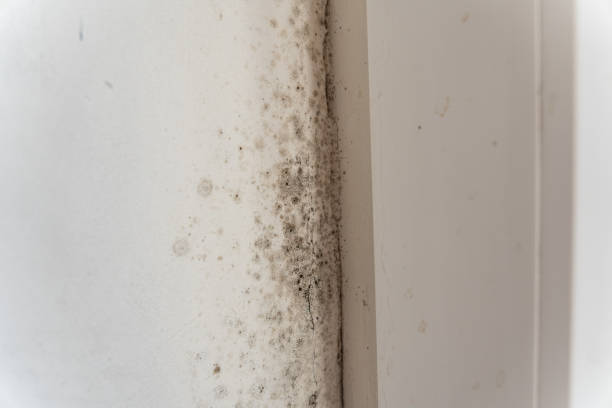 Trusted Holyoke, CO Mold Removal Experts