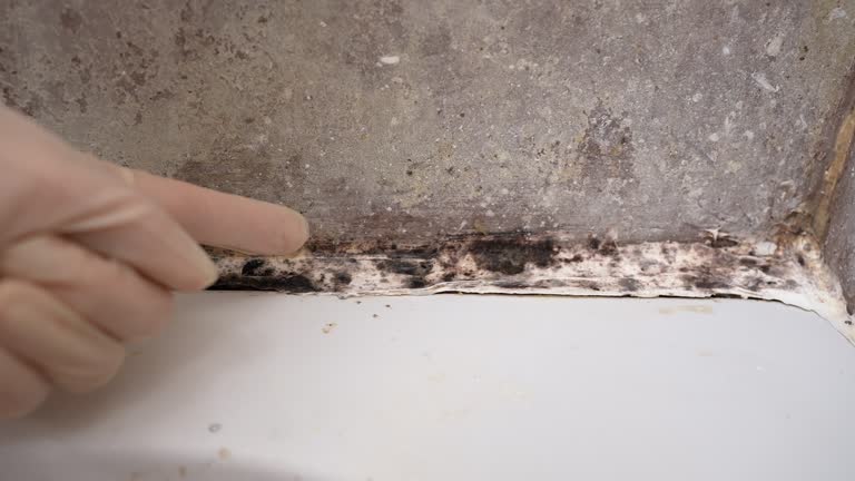 Best Mold Remediation for Healthcare Facilities  in Holyoke, CO