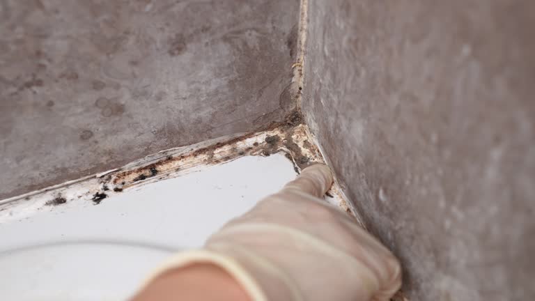 Best Airborne Mold Testing  in Holyoke, CO