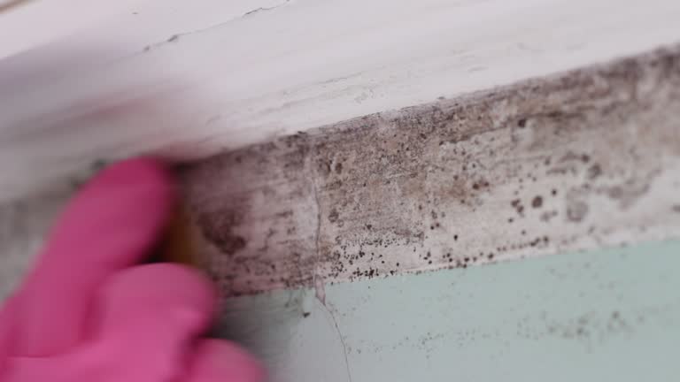 Best Forensic Mold Investigation  in Holyoke, CO